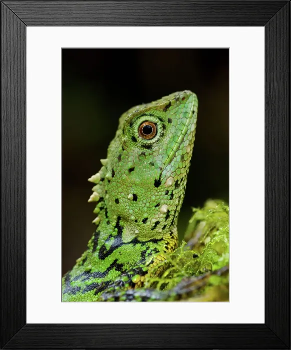 Framed Print : Close-up of a Green Mountain agama (Phoxophrys cephalum) Framed Print : Close-up of a Green Mountain agama (Phoxophrys cephalum)