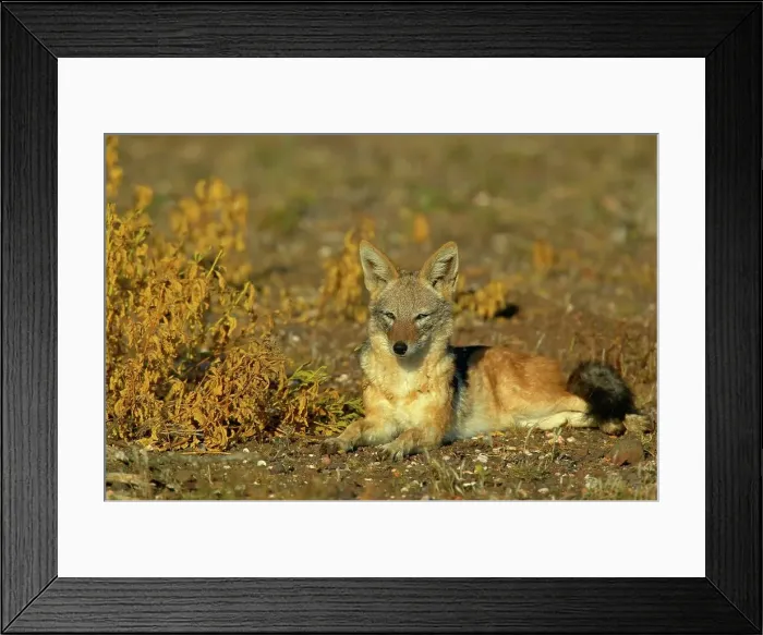 Framed Print : Blackbacked Jackal (Canis mesomelas) in veld Framed Print : Blackbacked Jackal (Canis mesomelas) in veld