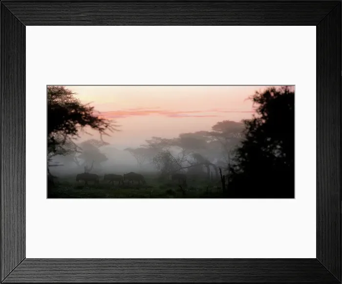 Framed Print : Column of White-Bearded wildebeest (Connochaetes taurinus albojubatus) Framed Print : Column of White-Bearded wildebeest (Connochaetes taurinus albojubatus)