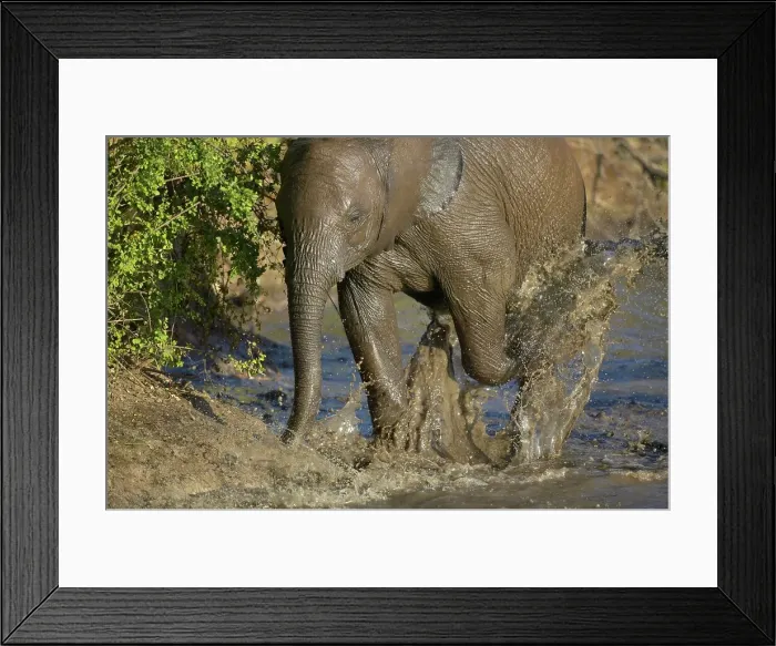 Framed Print : Elephant (Loxodonta africana) playing at a waterhole Framed Print : Elephant (Loxodonta africana) playing at a waterhole