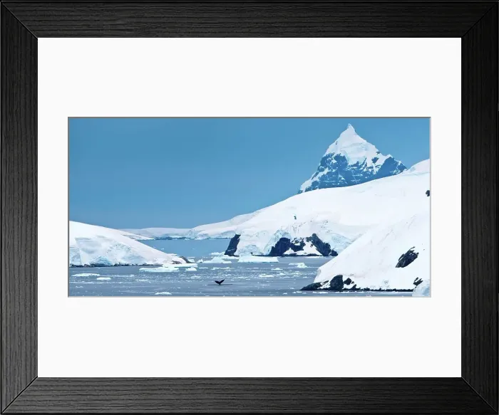Framed Print : Humpback whale (Megaptera novaeangliae) in the ocean Framed Print : Humpback whale (Megaptera novaeangliae) in the ocean