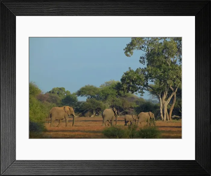 Framed Print : Elephant (Loxodonta africana) herd in veld Framed Print : Elephant (Loxodonta africana) herd in veld