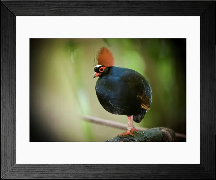 Framed Print : Close-up of a male Crested Wood partridge (Rollulus rouloul)