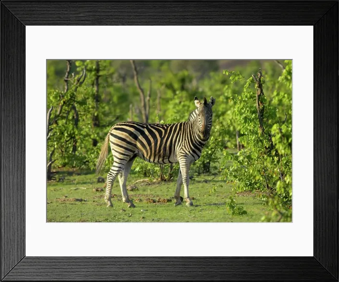 Framed Print : Burchell's Zebra (Equus burchelli) standing in Mopane Trees (Colophospermum mopane) Framed Print : Burchell's Zebra (Equus burchelli) standing in Mopane Trees (Colophospermum mopane)