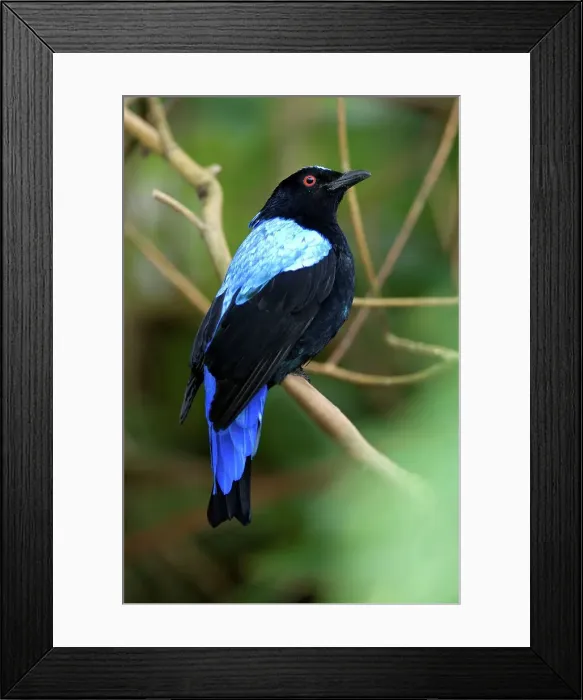 Framed Print : Male Asian fairy bluebird (Irena puella) in forest canopy Framed Print : Male Asian fairy bluebird (Irena puella) in forest canopy