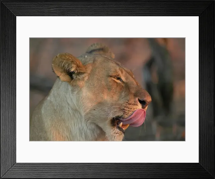 Framed Print : Lioness (Panthera leo) licking her chops Framed Print : Lioness (Panthera leo) licking her chops