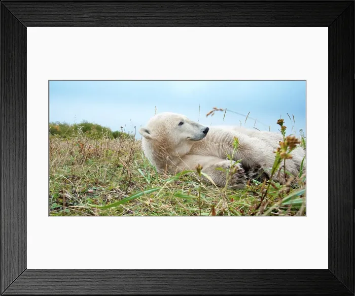 Framed Print : Polar bear (Ursus maritimus) resting in tundra vegetation