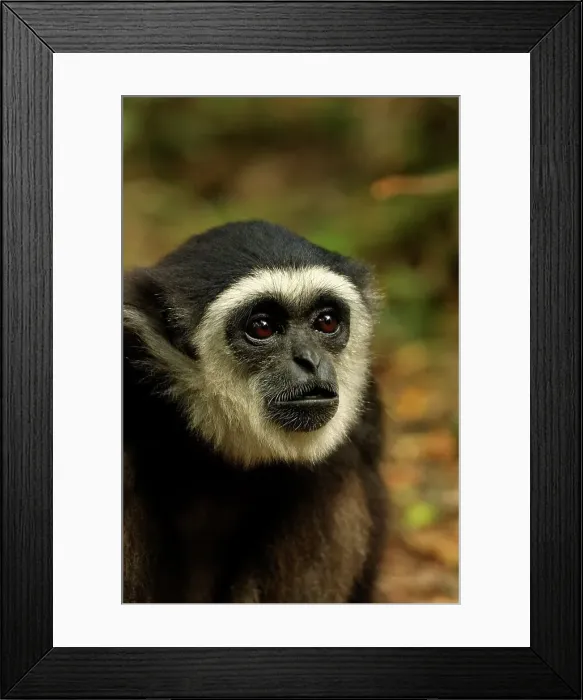 Framed Print : White-handed Gibbon. Monkeyland Framed Print : White-handed Gibbon. Monkeyland