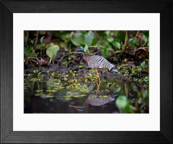 Framed Print : Sun bittern (Eurypyga helias) stalking the margins of the Pixiam River