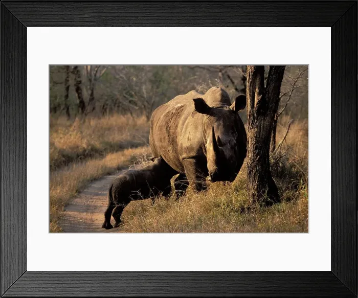 Framed Print : White Rhino feeding it's calf Framed Print : White Rhino feeding it's calf