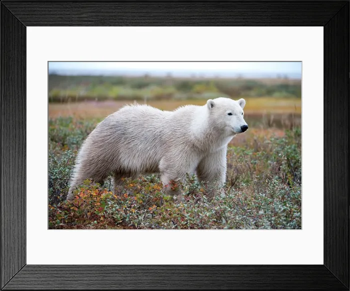 Framed Print : Polar bear (Ursus maritimus) with amongst Wild Gooseberries in tundra vegetation Framed Print : Polar bear (Ursus maritimus) with amongst Wild Gooseberries in tundra vegetation