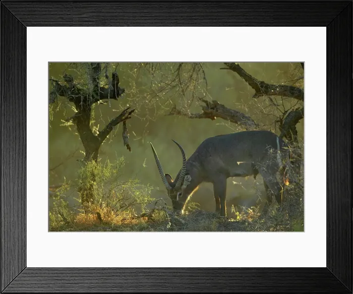 Framed Print : Waterbuck (Kobus ellipisiprymnus) in veld Framed Print : Waterbuck (Kobus ellipisiprymnus) in veld
