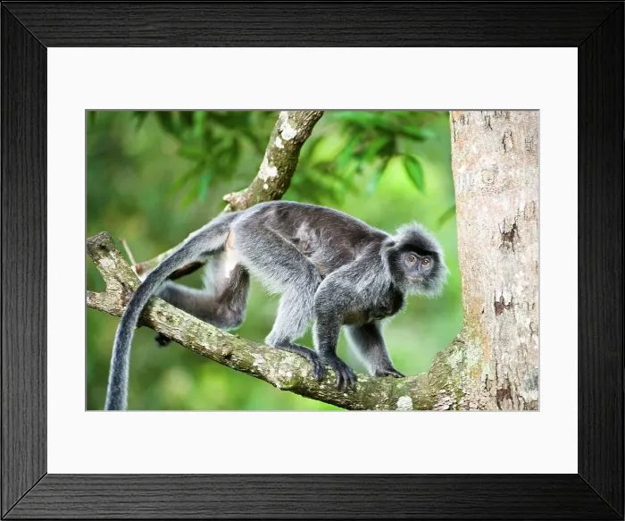 Framed Print : Female Silvered langur (Presbytis cristata) carrying its young Framed Print : Female Silvered langur (Presbytis cristata) carrying its young
