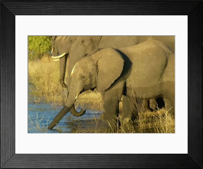 Framed Print : Elephants (Loxodonta Africana) drinking in Chobe River Framed Print : Elephants (Loxodonta Africana) drinking in Chobe River