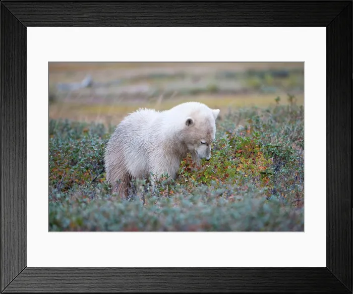 Framed Print : Polar bear (Ursus maritimus) browsing Bristly Wild Gooseberry amongst tundra vegetation, Hudson Bay, Canada Framed Print : Polar bear (Ursus maritimus) browsing Bristly Wild Gooseberry amongst tundra vegetation, Hudson Bay, Canada