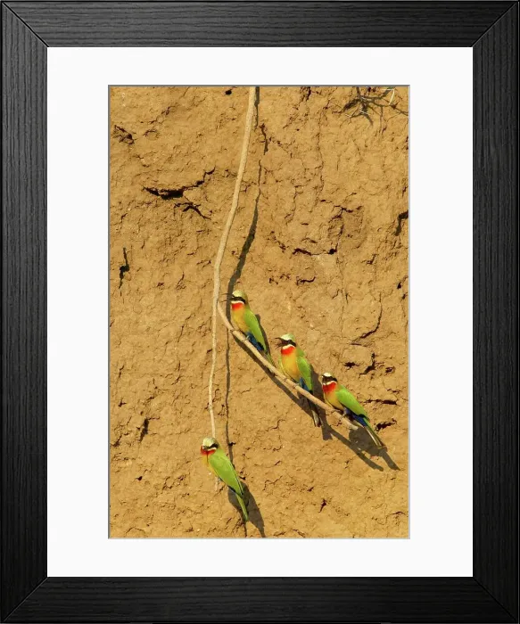 Framed Print : Whitefronted Bee-eater (Merops bullockoides) on a branch Framed Print : Whitefronted Bee-eater (Merops bullockoides) on a branch