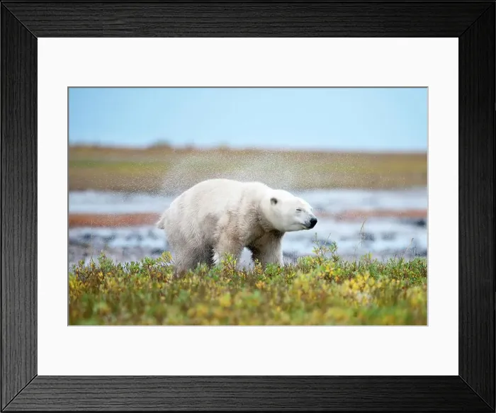Framed Print : Polar bear (Ursus maritimus) emerging from stream and shaking itself dry Framed Print : Polar bear (Ursus maritimus) emerging from stream and shaking itself dry
