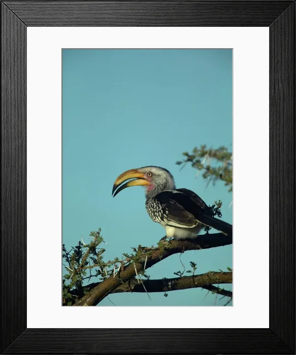Framed Print : Yellowbilled Hornbill (Tockus flavirostris) perched in a tree Framed Print : Yellowbilled Hornbill (Tockus flavirostris) perched in a tree