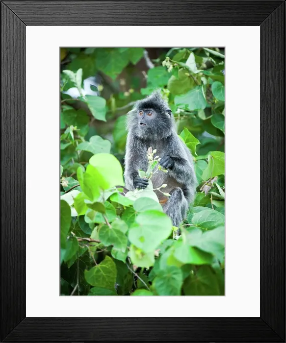 Framed Print : Silvered Langur (Presbytis cristata) feeding on flowers