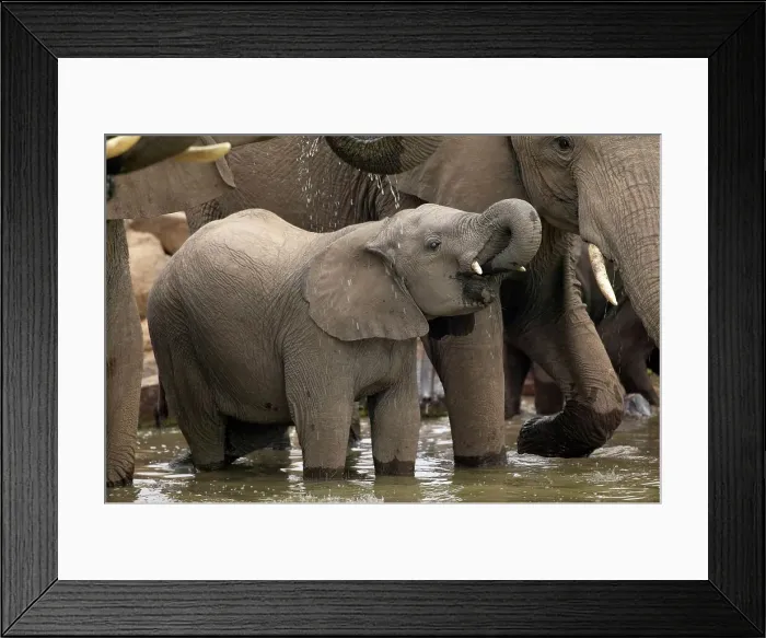 Framed Print : Elephant (Loxodonta africana) calf drinking at waterhole Framed Print : Elephant (Loxodonta africana) calf drinking at waterhole