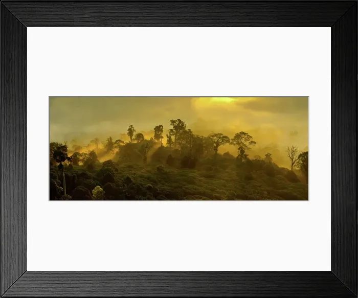 Framed Print : Mist over lowland dipterocarp rainforest with shafts of sunlight just after sunrise Framed Print : Mist over lowland dipterocarp rainforest with shafts of sunlight just after sunrise