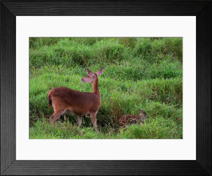 Framed Print : Java Deer. Mauritius Framed Print : Java Deer. Mauritius