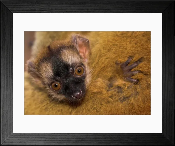 Framed Print : Red-Fronted Brown lemur (Eulemur rufus) nestling on mother's thigh Framed Print : Red-Fronted Brown lemur (Eulemur rufus) nestling on mother's thigh