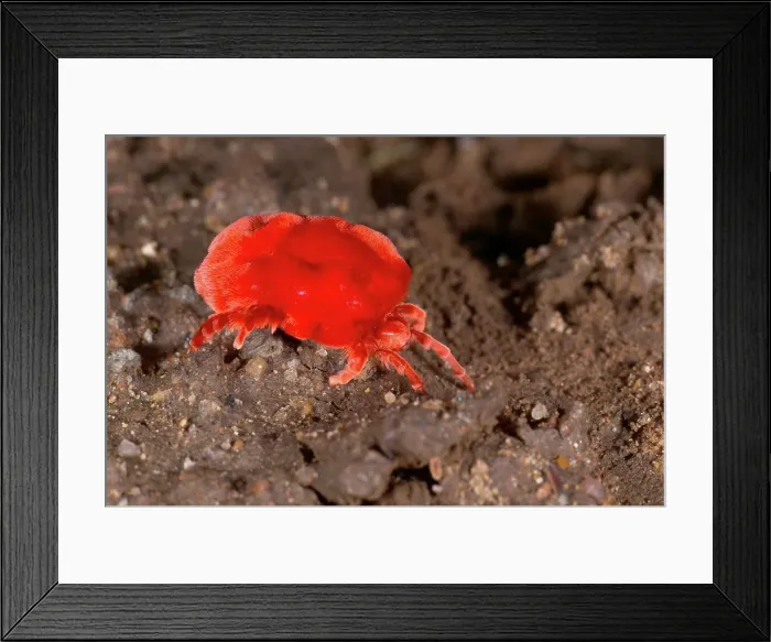 Framed Print : Red Velvert Mite (Dinothrombium tinctorium) Framed Print : Red Velvert Mite (Dinothrombium tinctorium)
