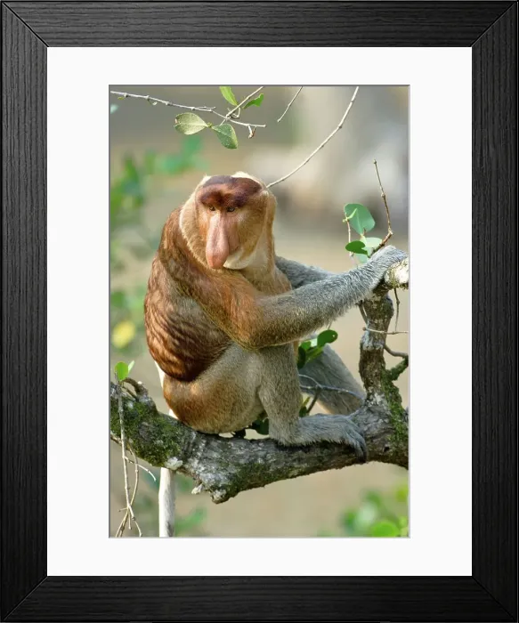 Framed Print : Adult male Proboscis monkey (Nasalis larvatus) sitting on a tree Framed Print : Adult male Proboscis monkey (Nasalis larvatus) sitting on a tree
