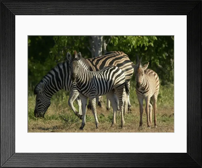 Framed Print : Burchell's Zebra (Equus burchelli) foals in veld