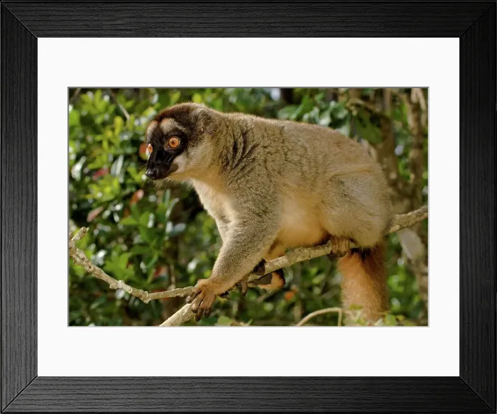Framed Print : Common Brown lemur (Eulemur rufus) on a tree Framed Print : Common Brown lemur (Eulemur rufus) on a tree