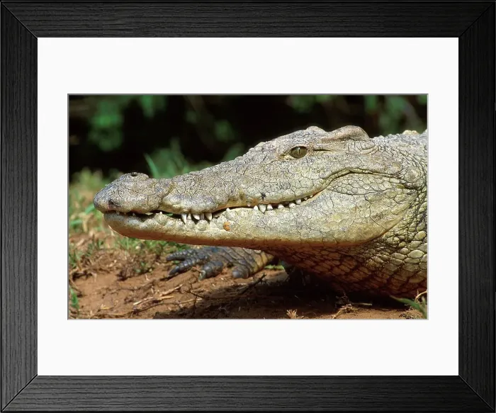 Framed Print : Nile crocodile portrait. Greater St Lucia Wetland Park