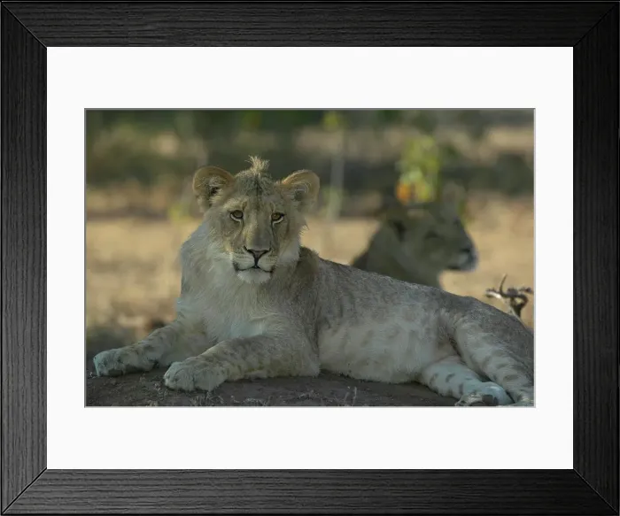 Framed Print : Lion (Panthera leo)cub on termite mound Framed Print : Lion (Panthera leo)cub on termite mound