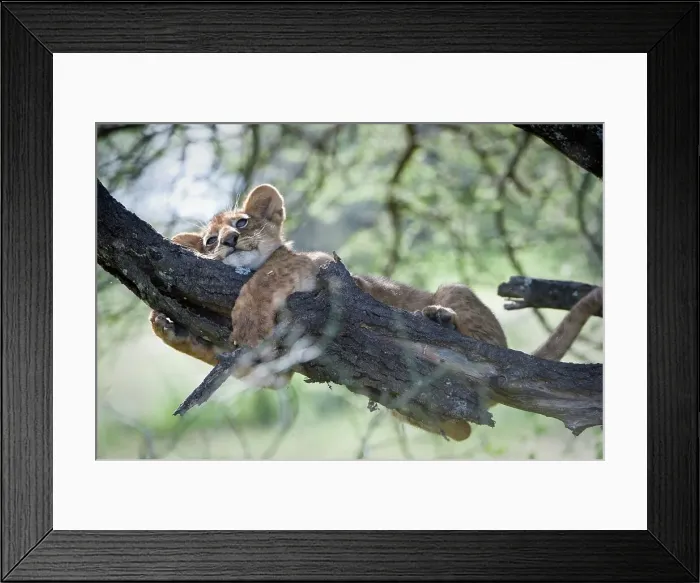 Framed Print : Three-Month old lion (Panthera leo) cub playing with tree bark Framed Print : Three-Month old lion (Panthera leo) cub playing with tree bark
