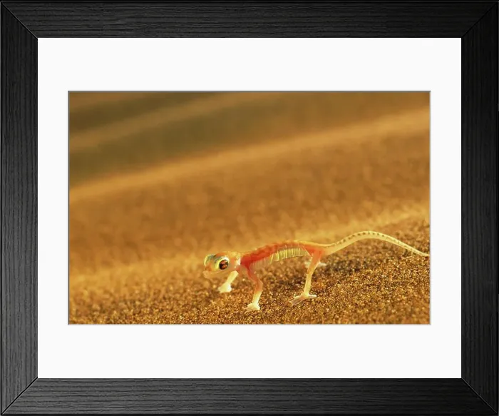Framed Print : Web-Footed Gecko. Swakopmund. Namibia Framed Print : Web-Footed Gecko. Swakopmund. Namibia
