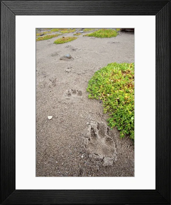 Framed Print : Tracks of Timber wolf (Canis lupus) along sandy beach at the shores of Hudson Bay Framed Print : Tracks of Timber wolf (Canis lupus) along sandy beach at the shores of Hudson Bay