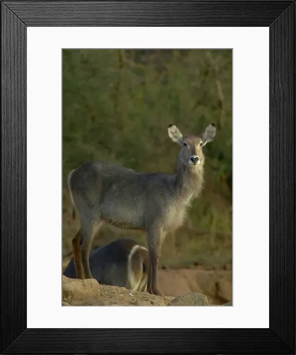 Framed Print : Waterbuck (Kobus ellipisiprymnus) Framed Print : Waterbuck (Kobus ellipisiprymnus)