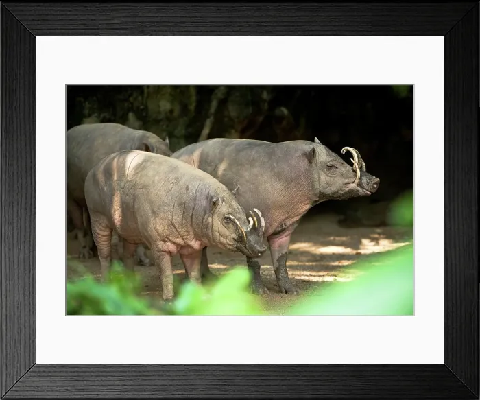 Framed Print : Male Babirusas (Babyrousa celebensis) in a zoo Framed Print : Male Babirusas (Babyrousa celebensis) in a zoo