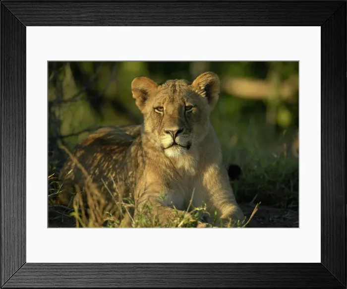 Framed Print : Lion (Panthera leo) sub-adult in veld Framed Print : Lion (Panthera leo) sub-adult in veld
