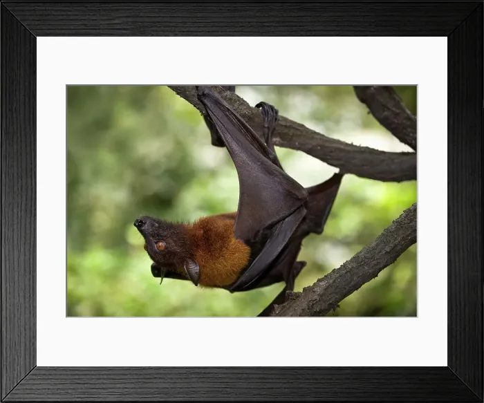 Framed Print : Greater Flying fox (Pteropus vampyrus) hanging upside down on a branch