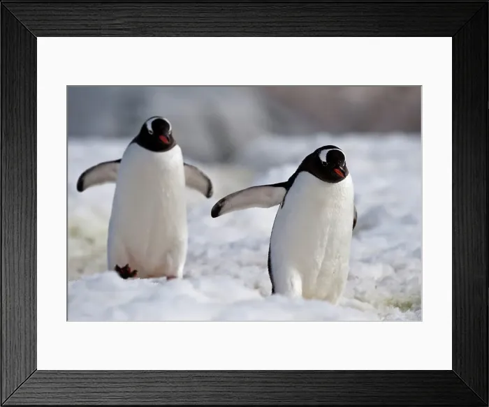 Framed Print : Gentoo penguins (Pygoscelis papua) standing on a snow covered landscape