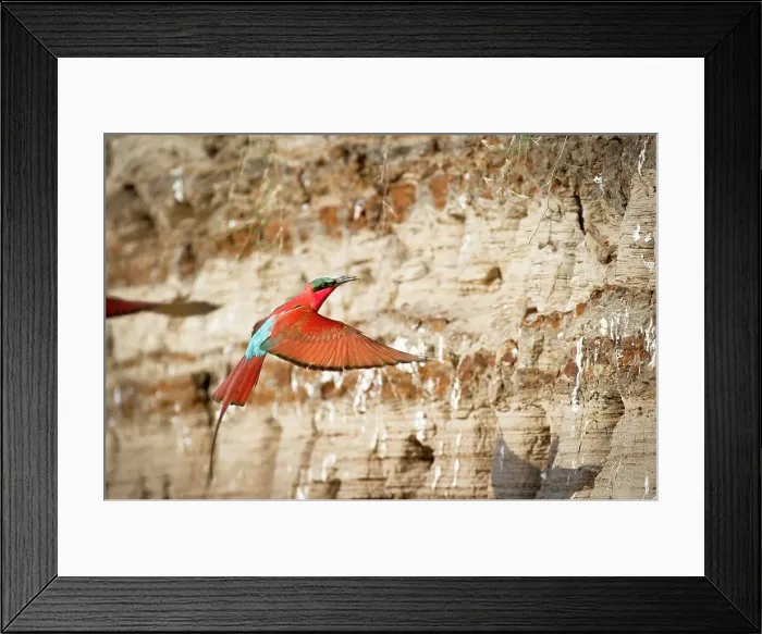 Framed Print : Southern Carmine Bee-Eaters (Merops nubicoides) in flight Framed Print : Southern Carmine Bee-Eaters (Merops nubicoides) in flight