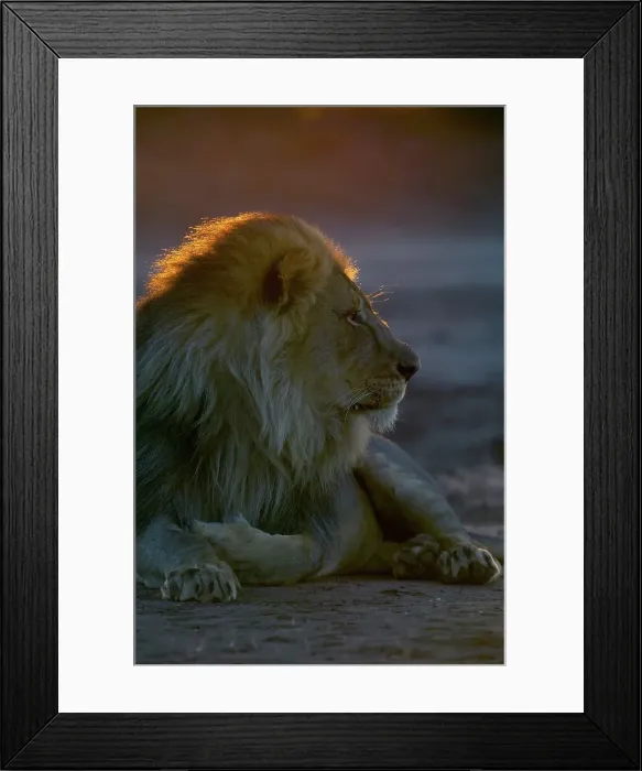 Framed Print : Lion (Panthera leo) in veld at sunset Framed Print : Lion (Panthera leo) in veld at sunset