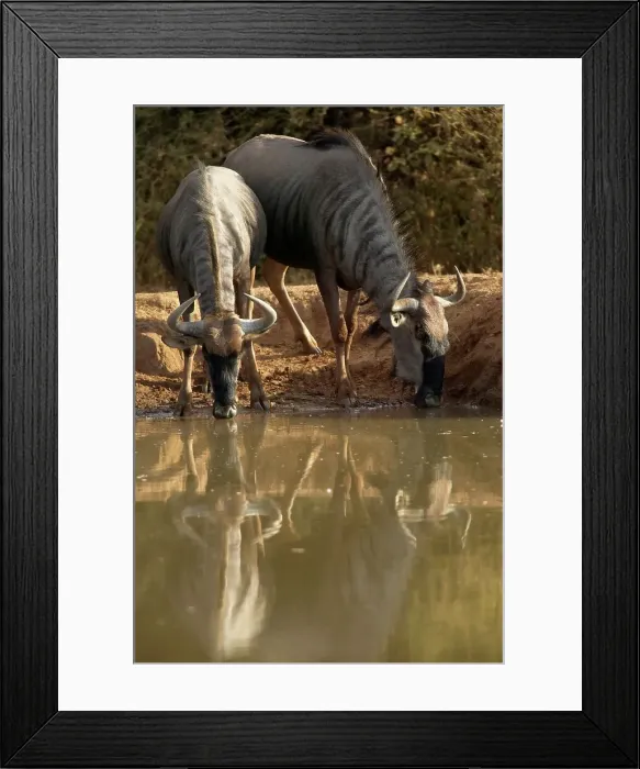 Framed Print : Blue Wildebeest (Connochaetes gnou) drinking at waterhole Framed Print : Blue Wildebeest (Connochaetes gnou) drinking at waterhole