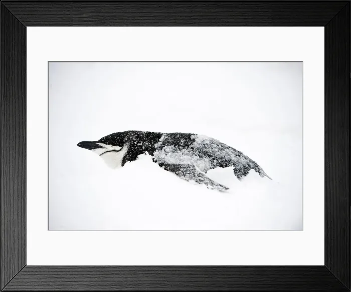 Framed Print : Chinstrap penguin (Pygoscelis antarctica) in snow Framed Print : Chinstrap penguin (Pygoscelis antarctica) in snow