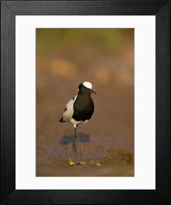 Framed Print : Blacksmith Plover (Vanellus armatus) in wetland Framed Print : Blacksmith Plover (Vanellus armatus) in wetland