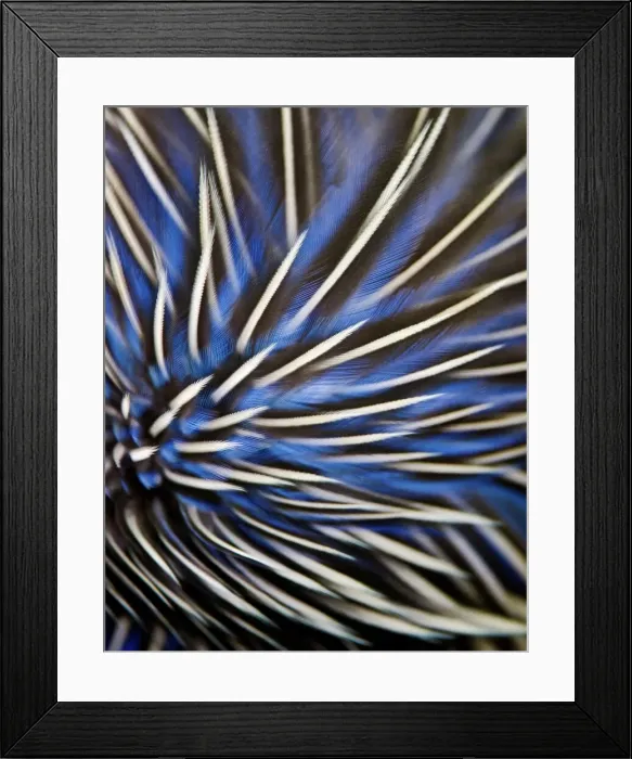 Framed Print : Feather design of Vulterurine Guinea fowl (Acryllium vulturinum)