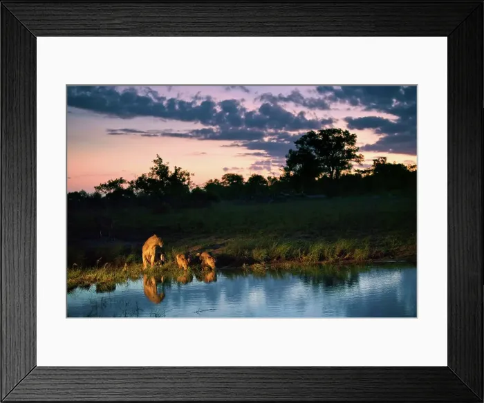 Framed Print : Lion (Panthera leo) pride drinking Framed Print : Lion (Panthera leo) pride drinking