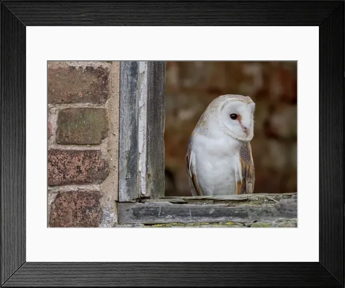 Framed Print : Barn Owl (Tyto Alba) in barn window. Captive Framed Print : Barn Owl (Tyto Alba) in barn window. Captive