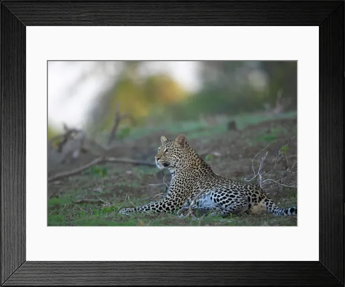 Framed Print : Leopard (Panthera pardus) in veld